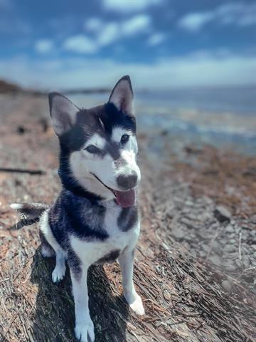 CHARM, an adoptable Husky in McKinleyville, CA