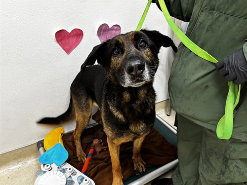 picture of the dog needing adoption