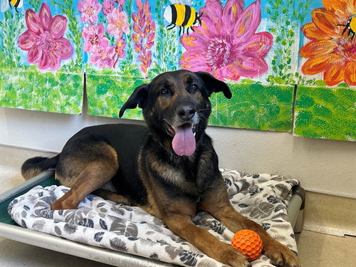 HANK, an adoptable German Shepherd Dog in McKinleyville, CA