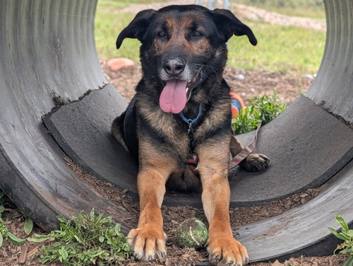 HANK, an adoptable German Shepherd Dog in McKinleyville, CA