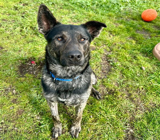 German Shepherd