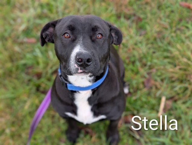 STELLA