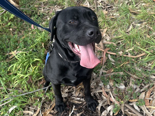 FINN