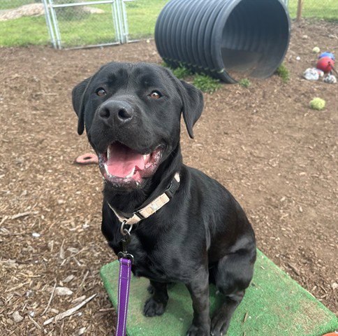 FINN, an adoptable Labrador Retriever in McKinleyville, CA