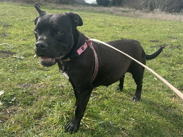 FIONA