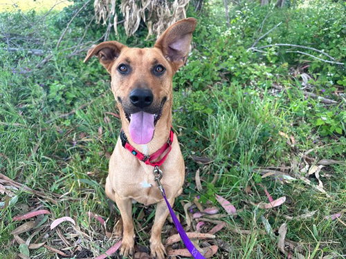 GRAHAM, an adoptable Labrador Retriever in McKinleyville, CA