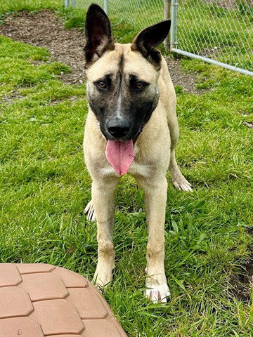 DAHLIA, an adoptable Belgian Shepherd Malinois in McKinleyville, CA