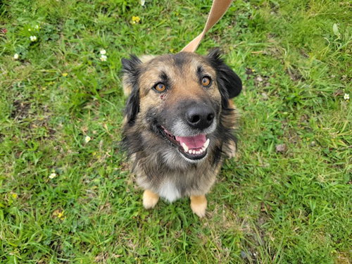 RANGO, an adoptable German Shepherd Dog in McKinleyville, CA