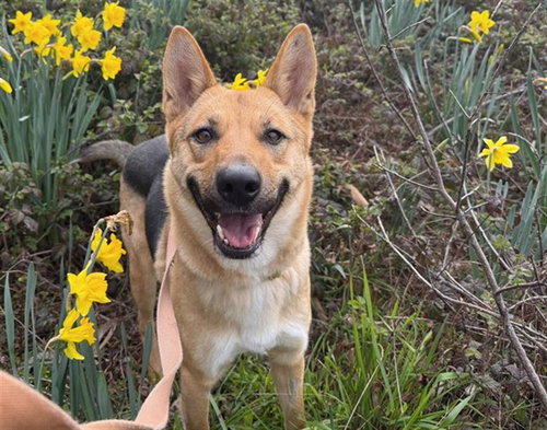MARCI, an adoptable German Shepherd Dog in McKinleyville, CA