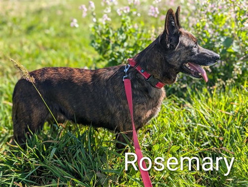 ROSEMARY, an adoptable German Shepherd Dog in McKinleyville, CA
