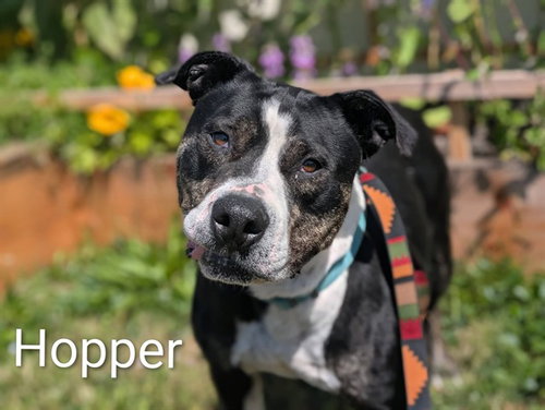 HOPPER, an adoptable Pit Bull Terrier in McKinleyville, CA