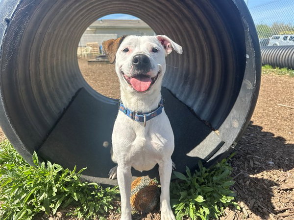 ROO