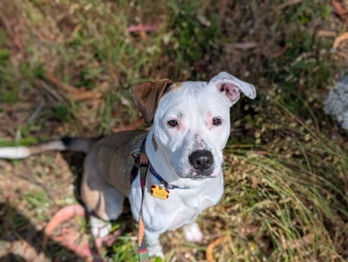 ROO, an adoptable American Pit Bull Terrier in McKinleyville, CA