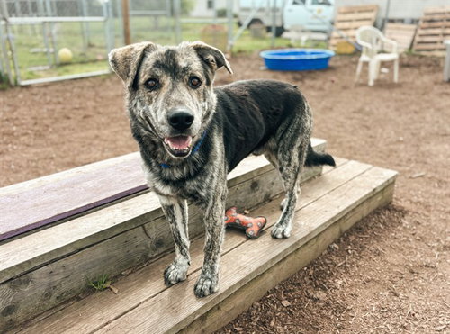 MERLIN, an adoptable Labrador Retriever in McKinleyville, CA