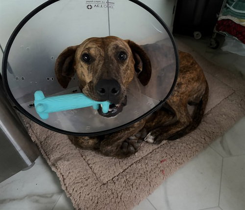 MAGIC, an adoptable Doberman Pinscher in McKinleyville, CA