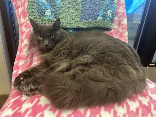 SESAME, an adoptable Domestic Long Hair in McKinleyville, CA