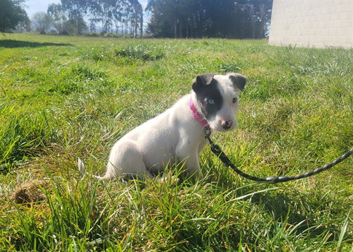 LUCA, an adoptable Australian Cattle Dog in McKinleyville, CA