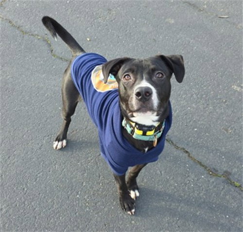 JET, an adoptable Pit Bull Terrier in McKinleyville, CA