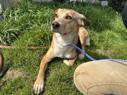 FIZZY, an adoptable Labrador Retriever in McKinleyville, CA