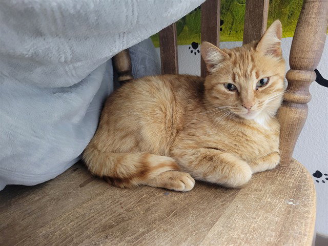 GINGER