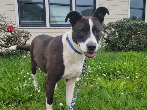 MARGOT, an adoptable Border Collie in McKinleyville, CA