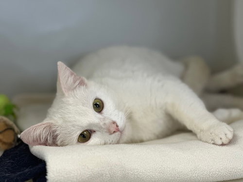 YETI, an adoptable Domestic Short Hair in McKinleyville, CA