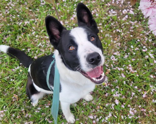 GOPHER, an adoptable Border Collie in McKinleyville, CA
