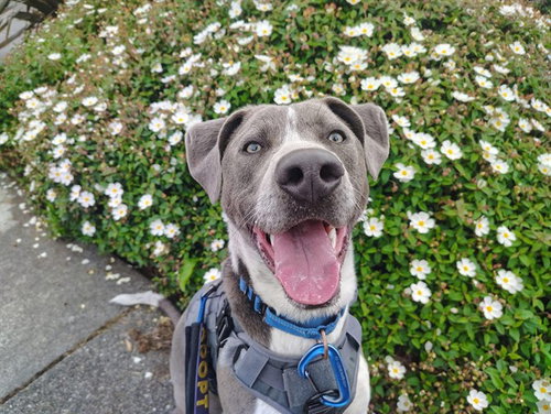 APOLLO, an adoptable Pit Bull Terrier in McKinleyville, CA