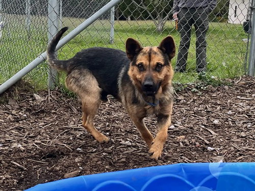 ROCKO, an adoptable German Shepherd Dog in McKinleyville, CA