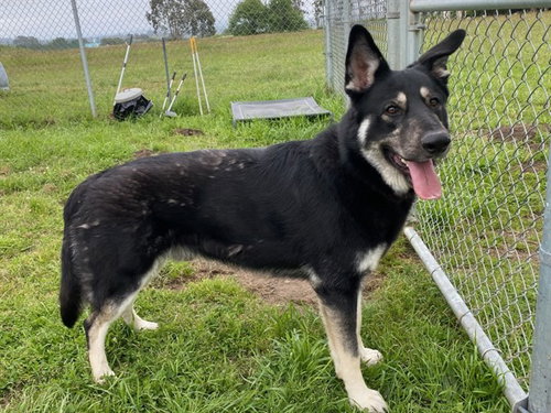 KAI, an adoptable German Shepherd Dog in McKinleyville, CA