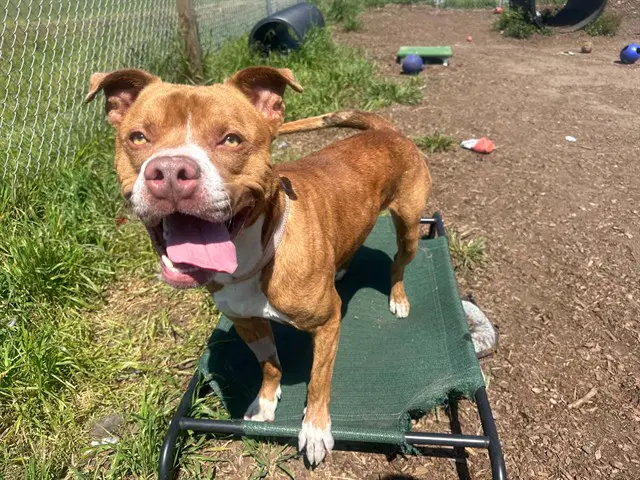 Anakin - Pit Bull Terrier