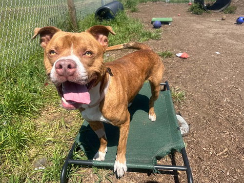 ANAKIN, an adoptable Pit Bull Terrier in McKinleyville, CA