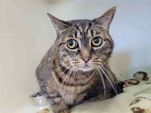 MIA, an adoptable Domestic Short Hair in McKinleyville, CA