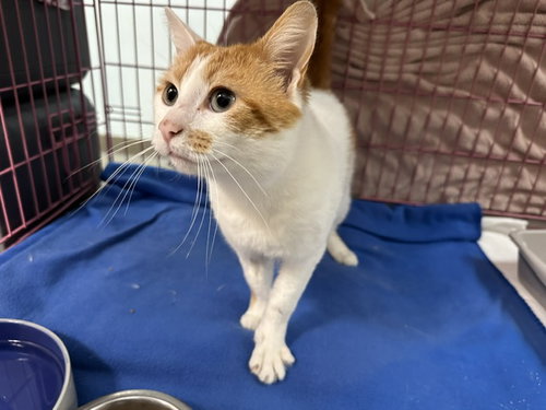 WINSTON, an adoptable Domestic Short Hair in McKinleyville, CA