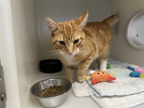 MICHAELANGELO, an adoptable Domestic Short Hair in McKinleyville, CA