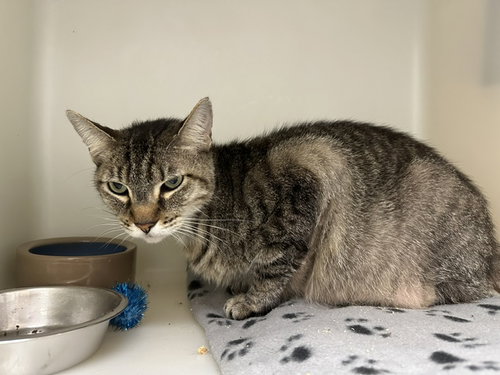 IVAN, an adoptable Domestic Short Hair in McKinleyville, CA