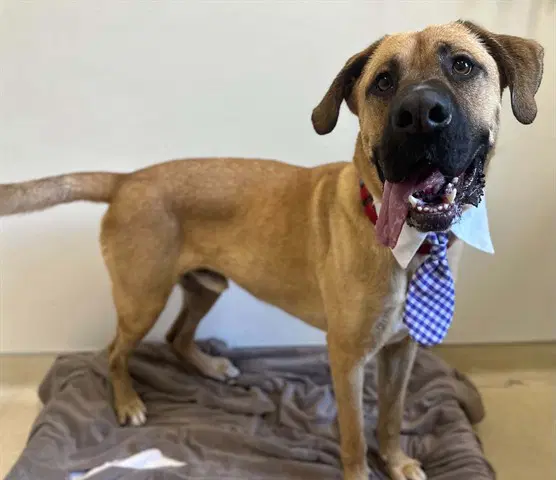 Scooby - Great Dane