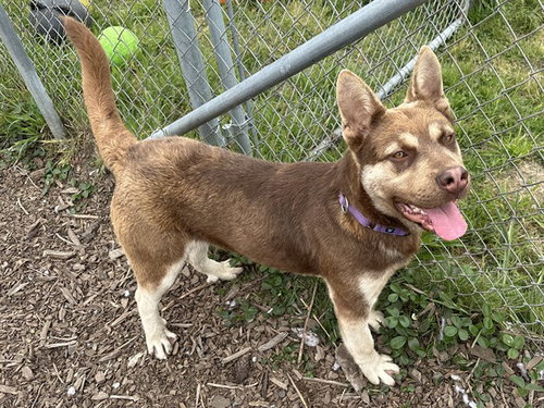 BAGEL, an adoptable Husky in McKinleyville, CA
