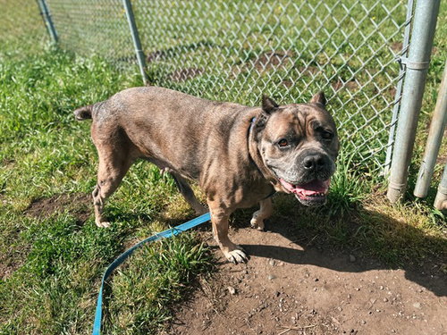 XENA, an adoptable Mastiff in McKinleyville, CA