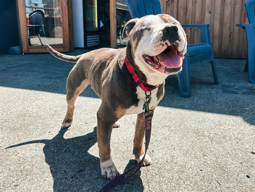 picture of the dog needing adoption