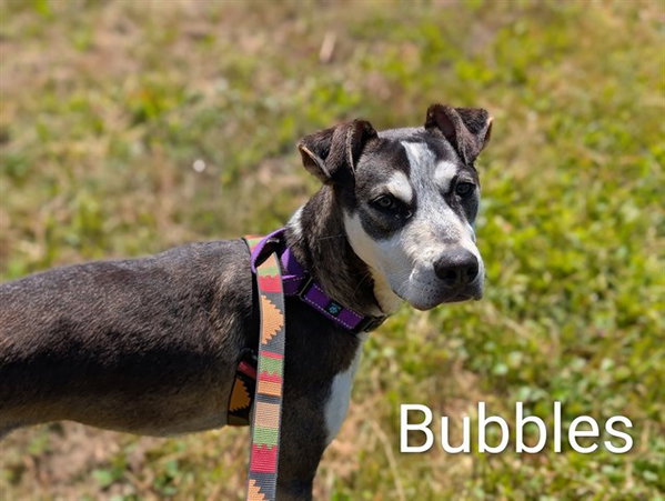 BUBBLES