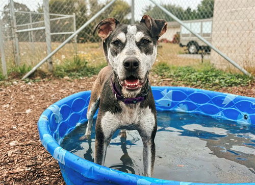 picture of the dog needing adoption