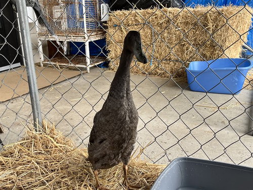 DONALD