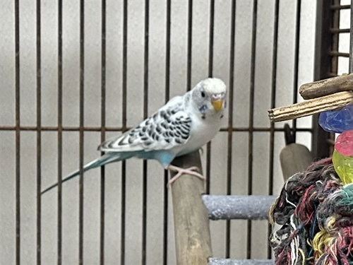 KEET
