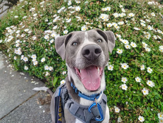 Apollo