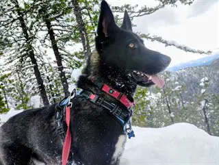 Oreo - German Shepherd Dog