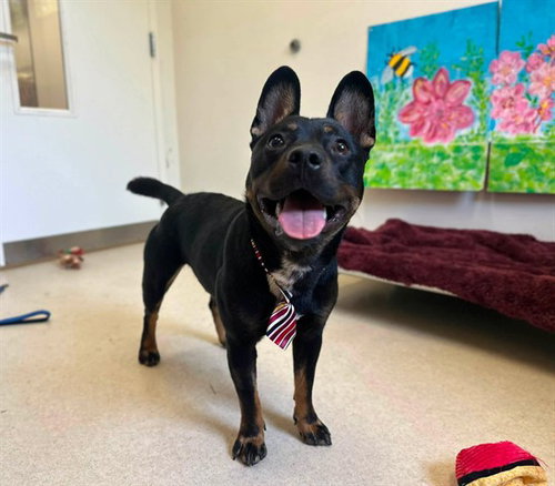 SERGE, an adoptable Australian Kelpie in McKinleyville, CA