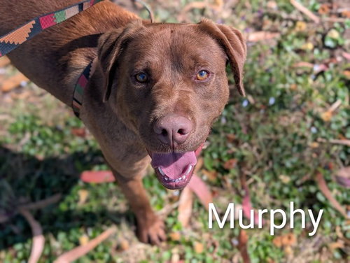 MURPHY, an adoptable Labrador Retriever in McKinleyville, CA