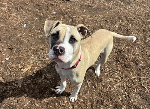 GRAVY, an adoptable Pit Bull Terrier in McKinleyville, CA