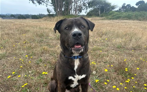 picture of the dog needing adoption